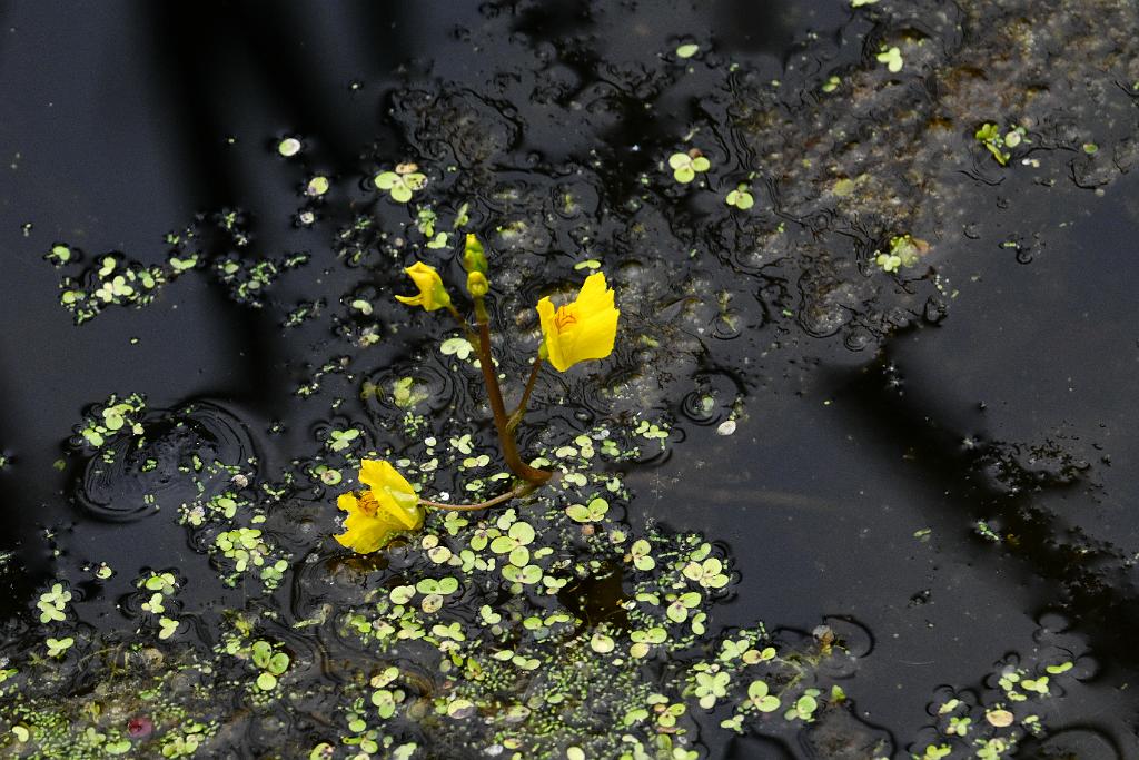 2025-07029318 Broadmoor Wildlife Sanctuary, MA.JPG - Bladderwort (Utricularia vulgaris). Broadmoor Wildlife Sanctuary, MA, 7-2-2025